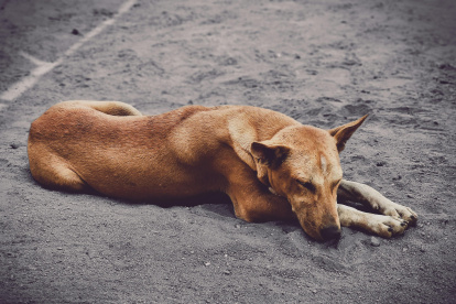 Imagen referencial. El perrito estaba en la vía cuando fue arrollado por el conductor de un bus.