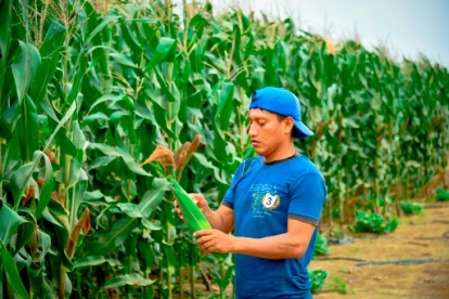 Agricultores de Ecuador temen perder competitividad por maíz subsidiado de EE. UU.