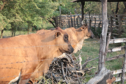 Ganado de una finca de Petrillo.