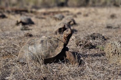 Reintroducción en isla Santiago