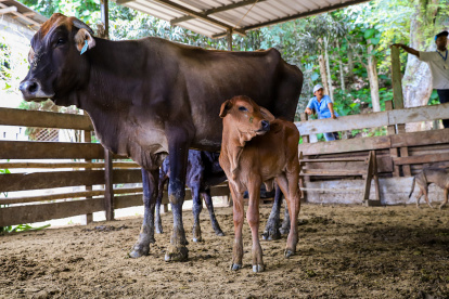 La cría de ganado obtenida por el plan de la Prefectura del Guayas.