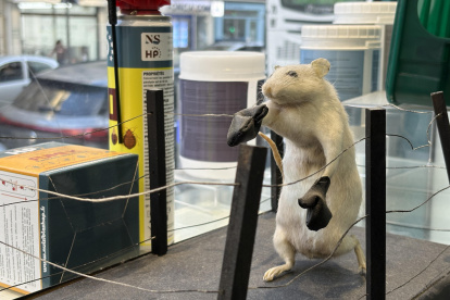 Una rata disecada en posición de combate en un ring en el escaparate de una tienda del centro de París.