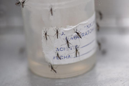 El dengue es una enfermedad que se intensifica en época de invierno.