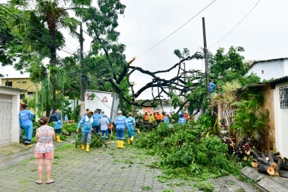 En la etapa 11 de la ciudadela La Alborada, en el norte de Guayaquil, un árbol se cayó y provocó afectaciones en una vivienda y dos vehículos.