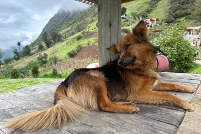 La muerte del perro Jachi, debido a un atropellamiento, ha generado pesar e indignación entre quienes conocieron su heróica historia.