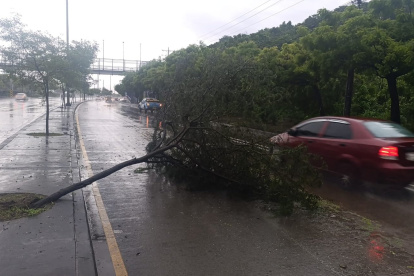 Reportan un árbol caído en la Narcisa de Jesús.
