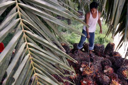 Exportación de aceite de palma desde Ecuador podría complicarse por conflicto en Medio Oriente.
