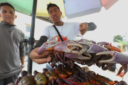 Los comerciantes pueden volver a expender cangrejos en Ecuador.