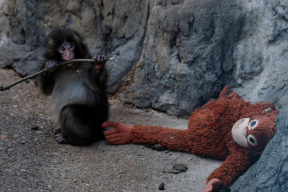 Punch fue rechazado por su madre al nacer.