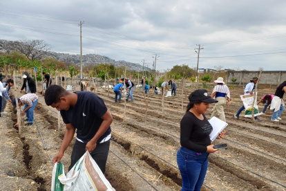 Un proyecto de investigación agronómica integra mejoradores de suelo y fertilización complementaria para optimizar la productividad de cultivos estratégicos como maíz, arroz y soya en la costa ecuatoriana.