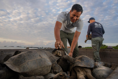 Juveniles de tortuga gigante regresan a Floreana tras más de un siglo de ausencia.