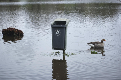 Un pato junto a una papelera en el área inundada en Las Landas, Francia.