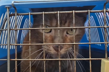 Diamante fue hallado con vida después de permanecer atrapado entre los escombros del Multicomercio durante un mes.