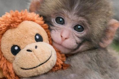 Punch, el macaco japonés, juega con su peluche mientras se adapta a su grupo en Ichikawa.