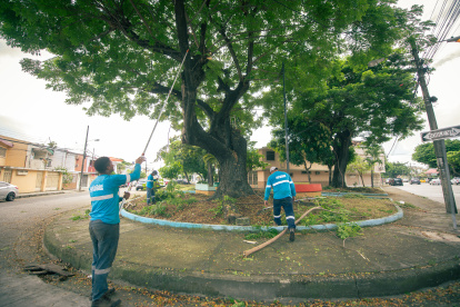Los árboles fueron podados. Las lluvias provocaron que el sitio se llenara de ramas.