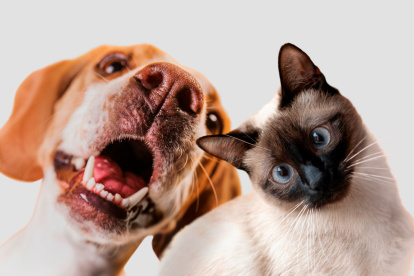 Perros y gatos reciben atención veterinaria gratuita por parte de Proanimal, que también ofrece la opción de esterilizaciones.