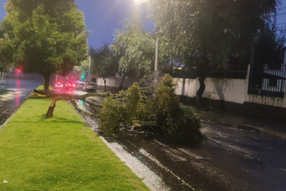El árbol cayó sobre la avenida Carlos V y la avenida de la Prensa, en el norte de Quito.
