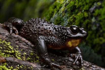 Ambientalistas alertan que la obra amenaza el río Guambaine, único lugar donde sobrevive esta especie en peligro de extinción.