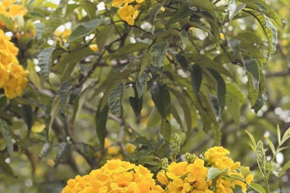Los cholanes florecen hasta el mes de marzo.