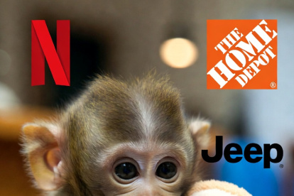 Millones de personas se emocionaron con la historia de Punch