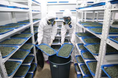 Investigadores del Iniap durante la producción de trichodermas en su centro de investigación