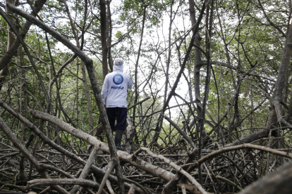 Los pescadores se adentran en el manglar para conseguir los mejores ejemplares de cangrejo rojo, una especie endémica de Guayaquil