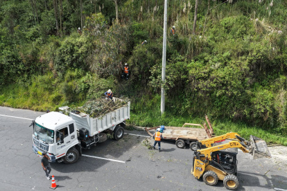 Alrededor de 40 árboles serán retirados en la avenida Simón Bolívar tras presentar deterioro estructural y riesgo de caída