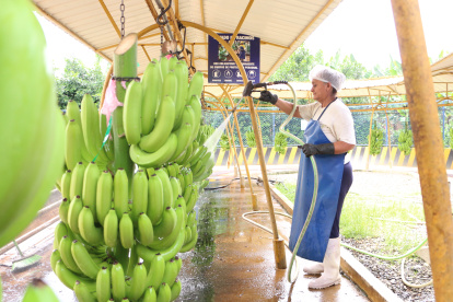 El proceso de alistar un racimo de banano para ser exportado.