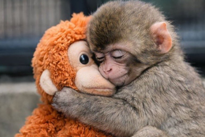 Punch, el macaco japonés viral, se aferra a un peluche en el zoológico de Ichikawa.
