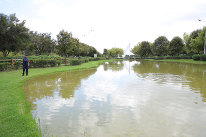 El parque Bicentenario de Quito cuenta con un humedal urbano en donde están los peces.