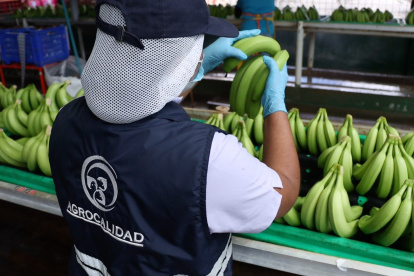 El banano ecuatoriano analiza otras rutas para llegar a Medio Oriente.