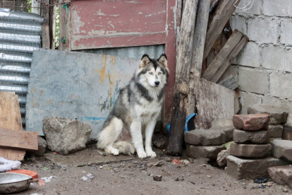 La Unidad de Bienestar Animal intervino en San Bartolo luego de la denuncia por abandono de cachorros en un parque de Quito.