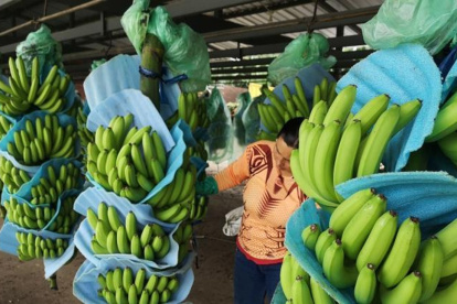 El banano es uno de los principales productos de exportación de Ecuador.