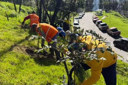 Megaminga. Personal municipal y ciudadanos intervinieron las quebradas, laderas y áreas reforestadas de Quito.