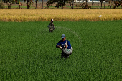 Dos agricultores trabajan en un cultivo de arroz poniendo insumos que ayudan a cuidar la plantación y que esta sea más productiva.