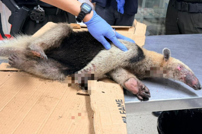 El oso hormiguero llegó malherido al centro veterinario.