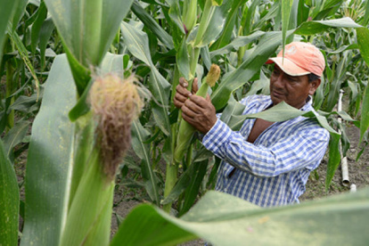 En los últimos meses, los agricultores han enfrentado un incremento en el precio de fertilizantes.
