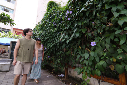 A pesar de ser una planta invasora, una de estas especies está a plena vista de todos en la calle Imbabura, junto a la calle Panamá. Su flor disimula su efecto invasivo.
