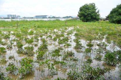 Siembra de Mangle en Parque Histórico