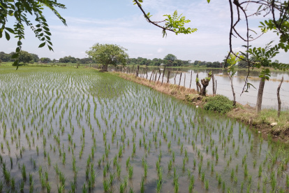 Una parcela de cultivo de arroz, en el recinto Los Quemados permanece bajo el agua por el invierno.