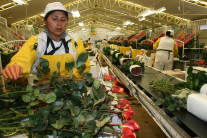 Un acuerdo como el ART permitiría que productos como las flores dejen de pagar sobretasa. Los aranceles normales, se mantienen.