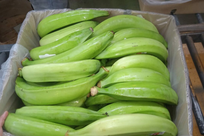 La industria del plátano incentiva el consumo interno del producto que no se pudo vender a Colombia.