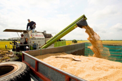 Una de las máquinas que se usan para la cosecha del arroz.
