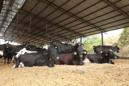 Reses en una hacienda en la vía a la costa, cerca de Guayaquil.