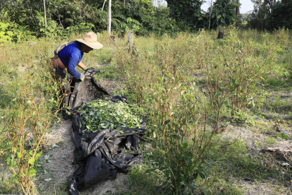 Una persona trabaja en la recolección de hojas de coca en el Valle del Guamuez (Colombia).