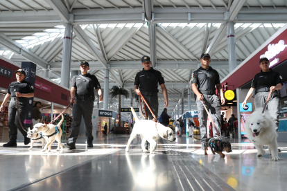 Integrantes de la Guardia Nacional caminan junto a perros del 'Escuadrón Canino' este lunes, en el Aeropuerto Internacional Felipe Ángeles (AIFA) en Santa Lucía (México).