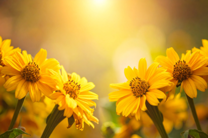 Las flores amarillas son una manera de celebrar el equinoccio de primavera, un gesto de renovación y energía positiva.