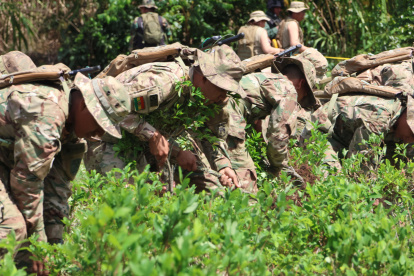 Militares participan en tareas de erradicación de cultivos ilegales de la hoja de coca este jueves en Chimore (Bolivia).