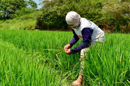 Un agricultor trabaja en un cultivo de arroz en Santa Lucía.