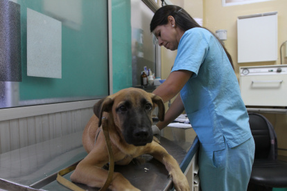 Consulta previa a la cirugía. La doctora Shirley Moreno atendió a 'Valentín', en el CAMI de Fertisa, el martes. Vacunación y esterilización de mascotas en el Cami de Fertisa, 11 de marzo del 2014. Guayaquil-Ecuador. Amelia Andrade /Expreso.